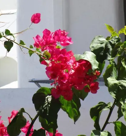 Traditional Апартаменты Науса