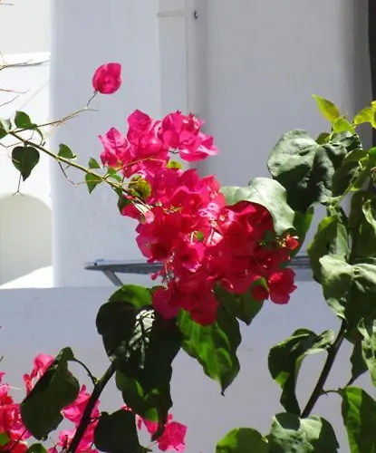 Traditional Апартаменты Науса